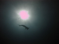   Hammerhead silhouette. silhouette  